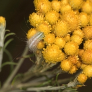 Chrysocephalum semipapposum at Croke Place Grassland (CPG) - 1 Dec 2023