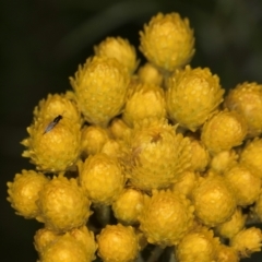 Chrysocephalum semipapposum at Croke Place Grassland (CPG) - 1 Dec 2023 12:37 PM