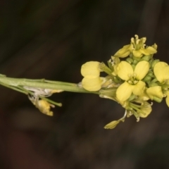Hirschfeldia incana (Buchan Weed) at Croke Place Grassland (CPG) - 1 Dec 2023 by kasiaaus