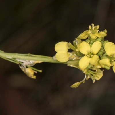 Hirschfeldia incana (Buchan Weed) at McKellar, ACT - 1 Dec 2023 by kasiaaus