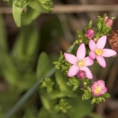 Centaurium sp. (Centaury) at Croke Place Grassland (CPG) - 1 Dec 2023 by kasiaaus