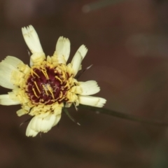 Tolpis barbata (Yellow Hawkweed) at Croke Place Grassland (CPG) - 1 Dec 2023 by kasiaaus