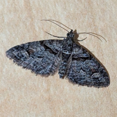 Phrissogonus laticostata (Apple looper moth) at Kambah, ACT - 1 Dec 2023 by HelenCross