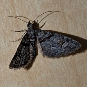 Phrissogonus laticostata at Lions Youth Haven - Westwood Farm A.C.T. - 1 Dec 2023