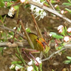 Tettigoniidae (family) (Unidentified katydid) at Block 402 - 1 Dec 2023 by Christine