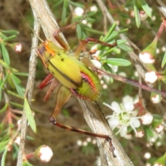 Tettigoniidae (family) at Block 402 - 1 Dec 2023