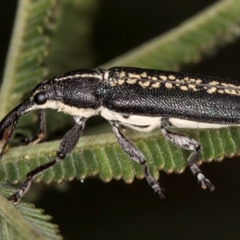 Rhinotia sp. in brunnea-group (A belid weevil) at McKellar, ACT - 14 Nov 2023 by kasiaaus