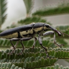 Rhinotia sp. in brunnea-group at Croke Place Grassland (CPG) - 14 Nov 2023 11:11 AM