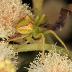 Sidymella sp. (genus) (A crab spider) at McKellar, ACT - 14 Nov 2023 by kasiaaus
