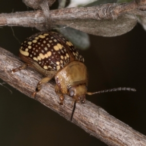 Paropsis pictipennis at McKellar, ACT - 14 Nov 2023