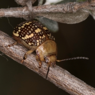 Paropsis pictipennis (Tea-tree button beetle) at McKellar, ACT - 14 Nov 2023 by kasiaaus