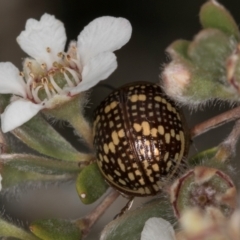 Paropsis pictipennis at McKellar, ACT - 14 Nov 2023