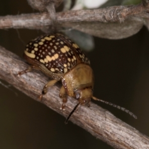 Paropsis pictipennis at McKellar, ACT - 14 Nov 2023