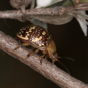 Paropsis pictipennis at McKellar, ACT - 14 Nov 2023