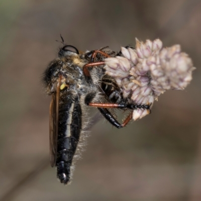 Asilidae (family) (Unidentified Robber fly) at Dunlop Grasslands - 17 Nov 2023 by kasiaaus