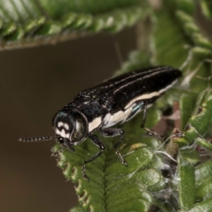 Agrilus hypoleucus at Lake Ginninderra - 17 Nov 2023 02:40 PM