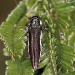 Agrilus hypoleucus at Lake Ginninderra - 17 Nov 2023 02:40 PM