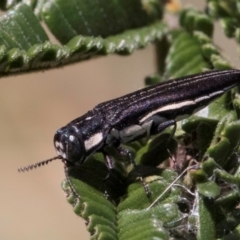 Agrilus hypoleucus at Lake Ginninderra - 17 Nov 2023 02:40 PM