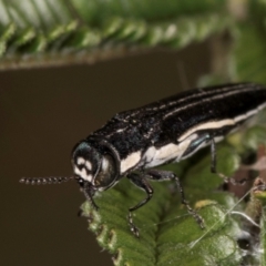 Agrilus hypoleucus at Lake Ginninderra - 17 Nov 2023 02:40 PM