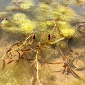 Potamogeton ochreatus at Illilanga & Baroona - 18 Oct 2023