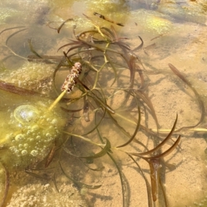 Potamogeton ochreatus at Illilanga & Baroona - 18 Oct 2023 11:41 AM