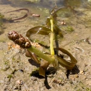 Potamogeton ochreatus at Illilanga & Baroona - 18 Oct 2023