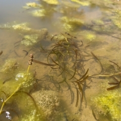 Potamogeton ochreatus at Illilanga & Baroona - 18 Oct 2023