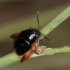 Arsipoda holomelaena (Red-legged flea beetle) at Croke Place Grassland (CPG) - 1 Dec 2023 by kasiaaus