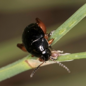 Arsipoda holomelaena at Croke Place Grassland (CPG) - 1 Dec 2023