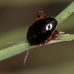 Arsipoda holomelaena at Croke Place Grassland (CPG) - 1 Dec 2023