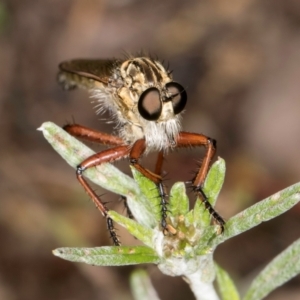 Zosteria sp. (genus) at McKellar, ACT - 1 Dec 2023