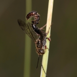 Eirone sp. (genus) at McKellar, ACT - 1 Dec 2023