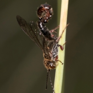 Eirone sp. (genus) at McKellar, ACT - 1 Dec 2023