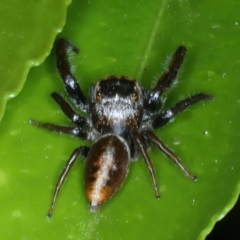 Opisthoncus nigrofemoratus (Black-thighed jumper) at Ainslie, ACT - 14 Nov 2023 by jb2602