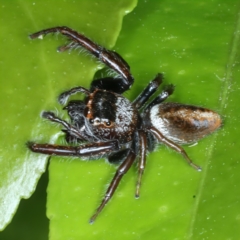 Opisthoncus nigrofemoratus at Ainslie, ACT - 14 Nov 2023