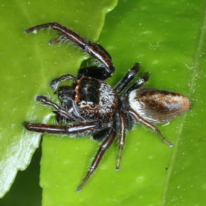 Opisthoncus nigrofemoratus at Ainslie, ACT - 14 Nov 2023 07:34 AM