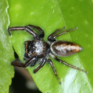 Opisthoncus nigrofemoratus at Ainslie, ACT - 14 Nov 2023