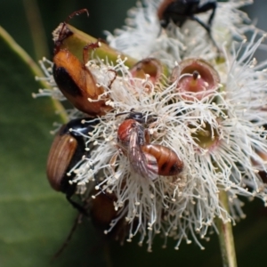 Euryglossa sp. (genus) at Murrumbateman, NSW - 1 Dec 2023