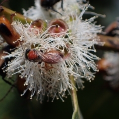 Euryglossa sp. (genus) at Murrumbateman, NSW - 1 Dec 2023