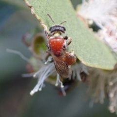 Euryglossa sp. (genus) at Murrumbateman, NSW - 1 Dec 2023