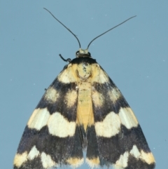 Termessa zonophanes (Double Yellow-patched Footman) at Ainslie, ACT - 15 Nov 2023 by jb2602