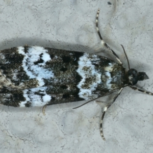 Eudonia protorthra at Ainslie, ACT - 15 Nov 2023 09:04 PM