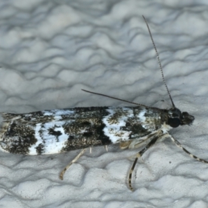 Eudonia protorthra at Ainslie, ACT - 15 Nov 2023