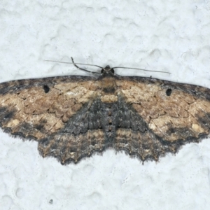 Eccymatoge fulvida at Ainslie, ACT - 15 Nov 2023 10:29 PM