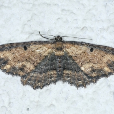 Eccymatoge fulvida (A geometer moth) at Ainslie, ACT - 15 Nov 2023 by jb2602