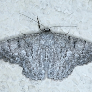 Crypsiphona ocultaria at Ainslie, ACT - 15 Nov 2023