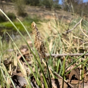 Carex bichenoviana at Illilanga & Baroona - 17 Nov 2023 11:47 AM