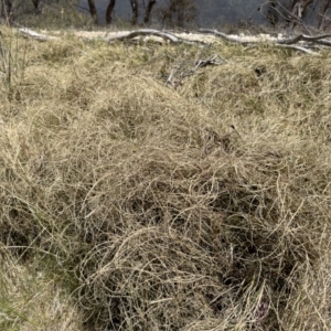 Carex bichenoviana at Illilanga & Baroona - 17 Nov 2023 11:47 AM