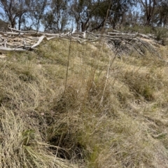 Carex bichenoviana at Illilanga & Baroona - 17 Nov 2023 11:47 AM