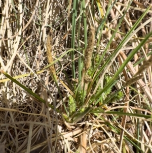 Carex bichenoviana at Illilanga & Baroona - 17 Nov 2023 11:47 AM